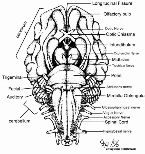 6 Steps to Master Sheep Brain Dissection