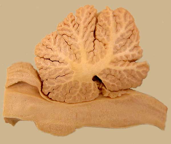 5 Steps to Dissect a Sheep Brain