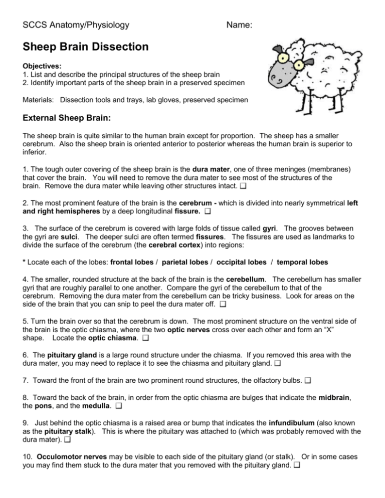 Sheep Brain Labeling Worksheet for Biology Students