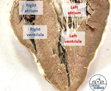 Sheep Heart Dissection Worksheet Answers