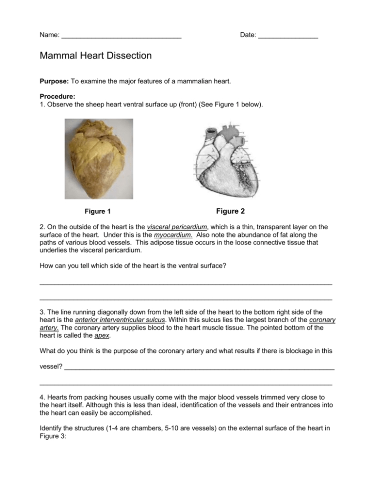 7 Steps to Dissect a Sheep Heart