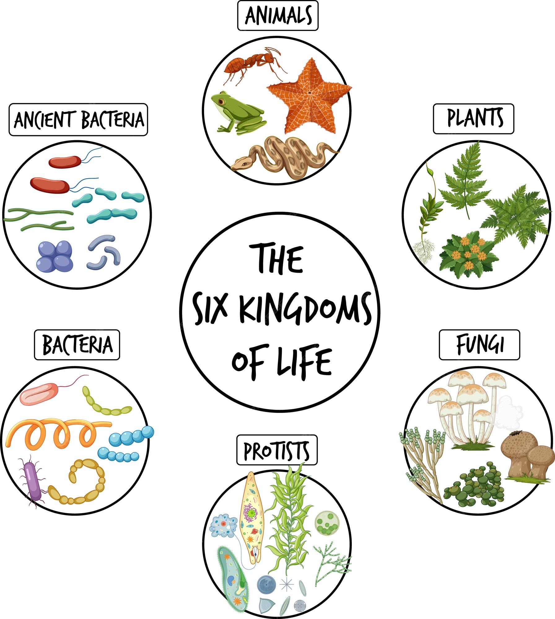 Six Kingdoms Of Life Worksheet Tpt