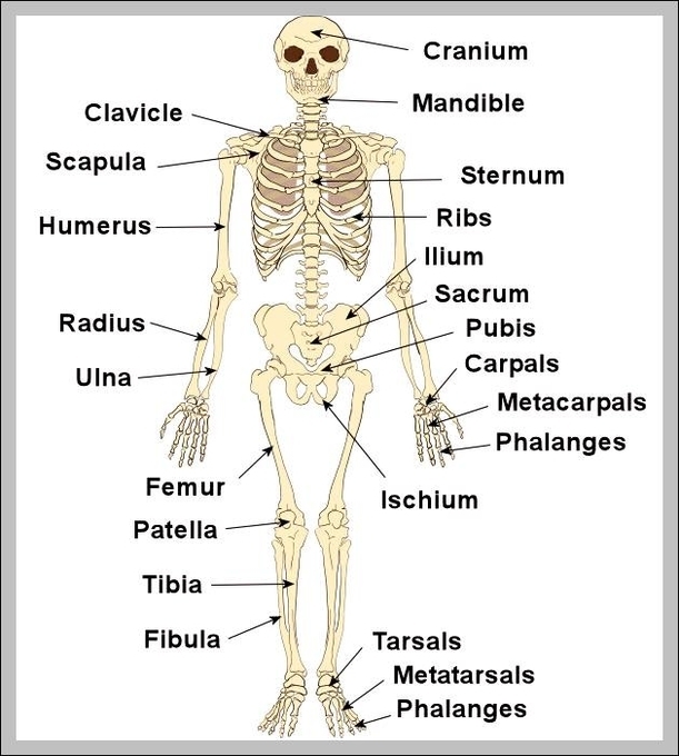 7 Essential Bones to Label in the Skeletal System