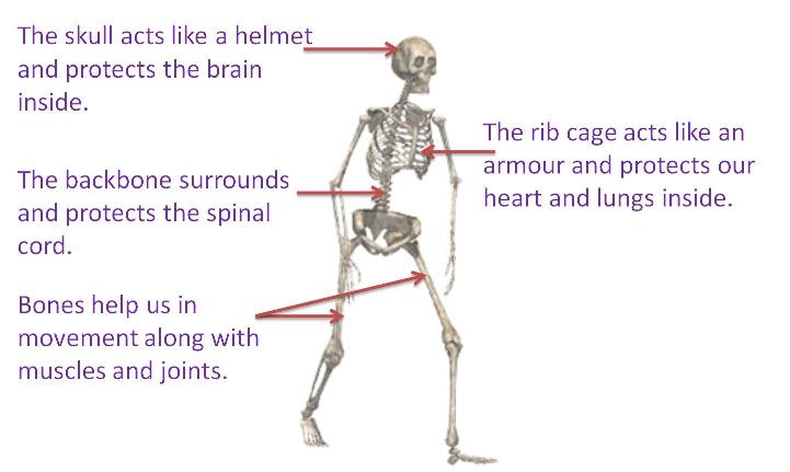 5 Ways to Master Skeletal System Worksheets