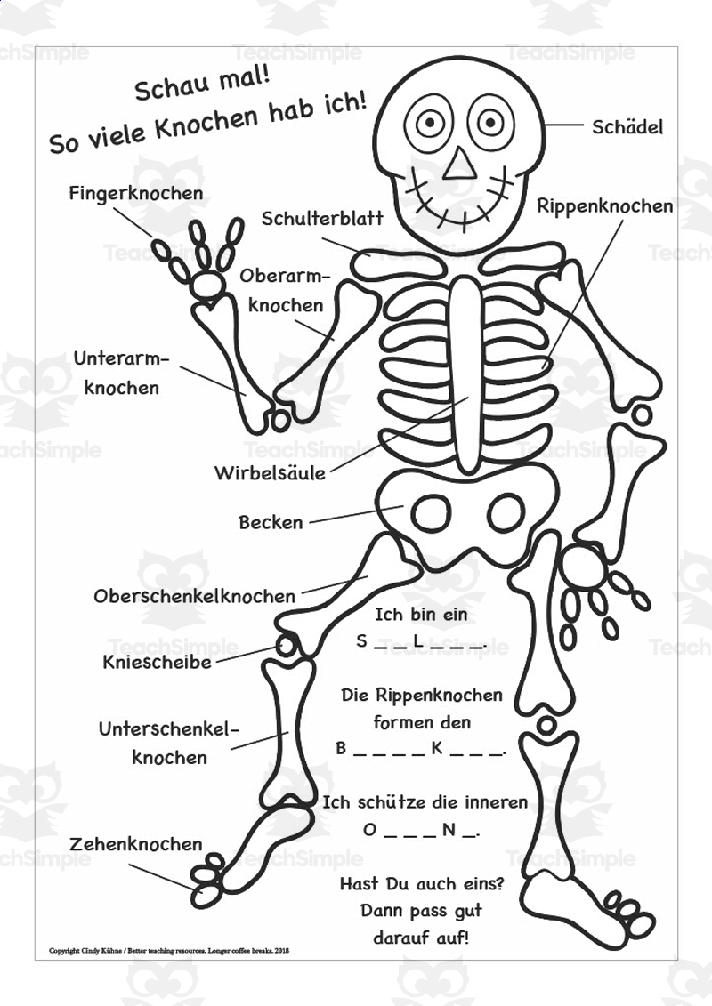 Skeleton Labeling Worksheet for Kids