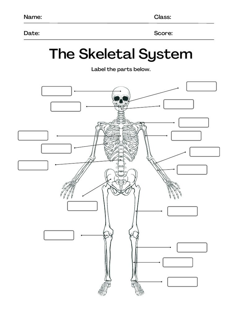 Skeleton Labelling Worksheet