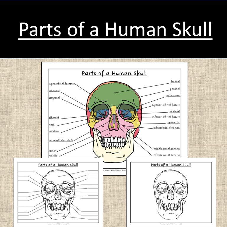 Skull Labeling Worksheet Pdf