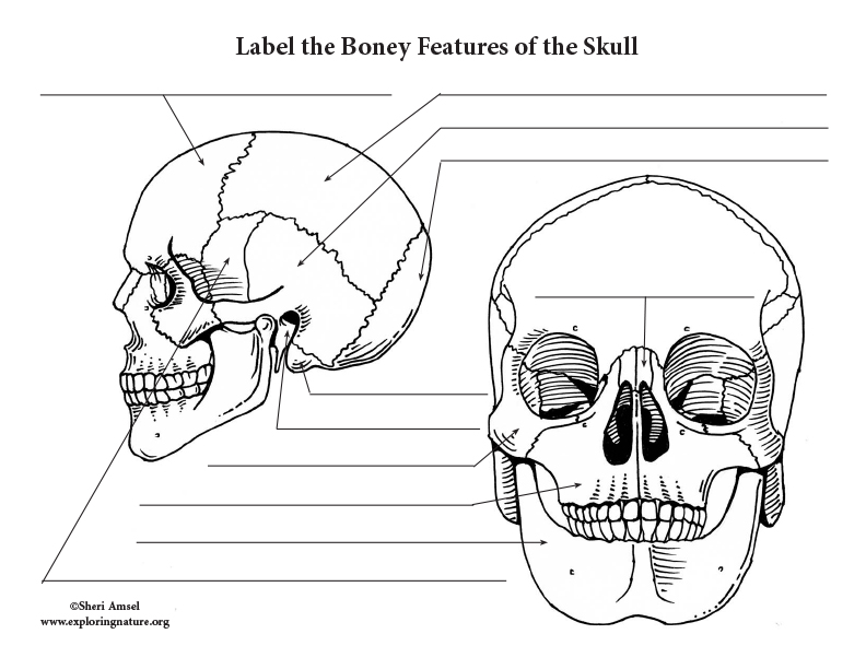 Skull Labeling Worksheet for Anatomy Students