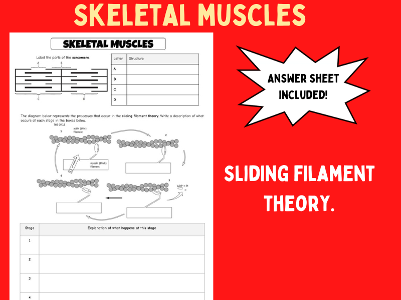 5 Key Concepts of Sliding Filament Theory