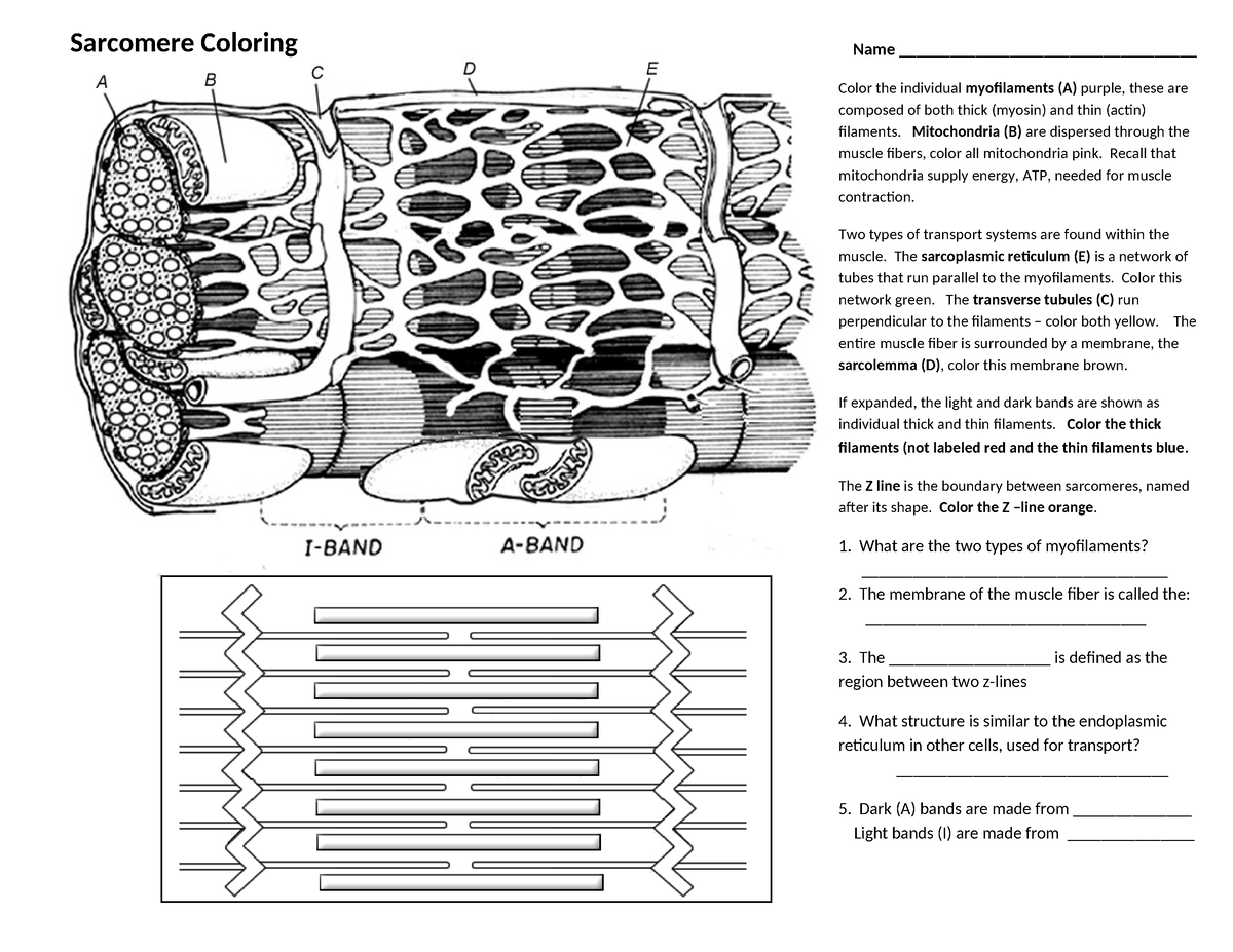 Sliding Filament Theory Worksheet Pdf