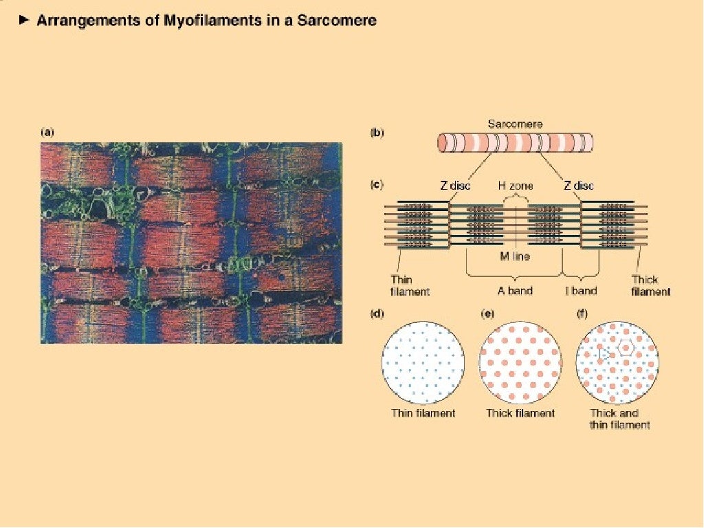 5 Ways Sliding Filament Theory Simplifies Muscle Movement