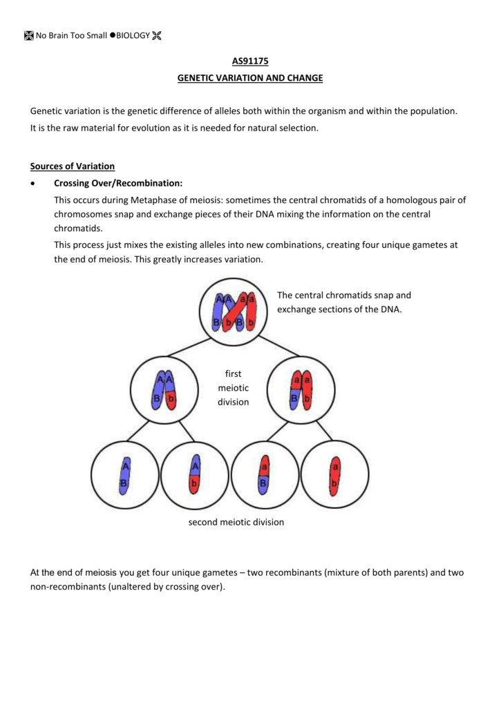 Snurfle Island Worksheet Answer Key