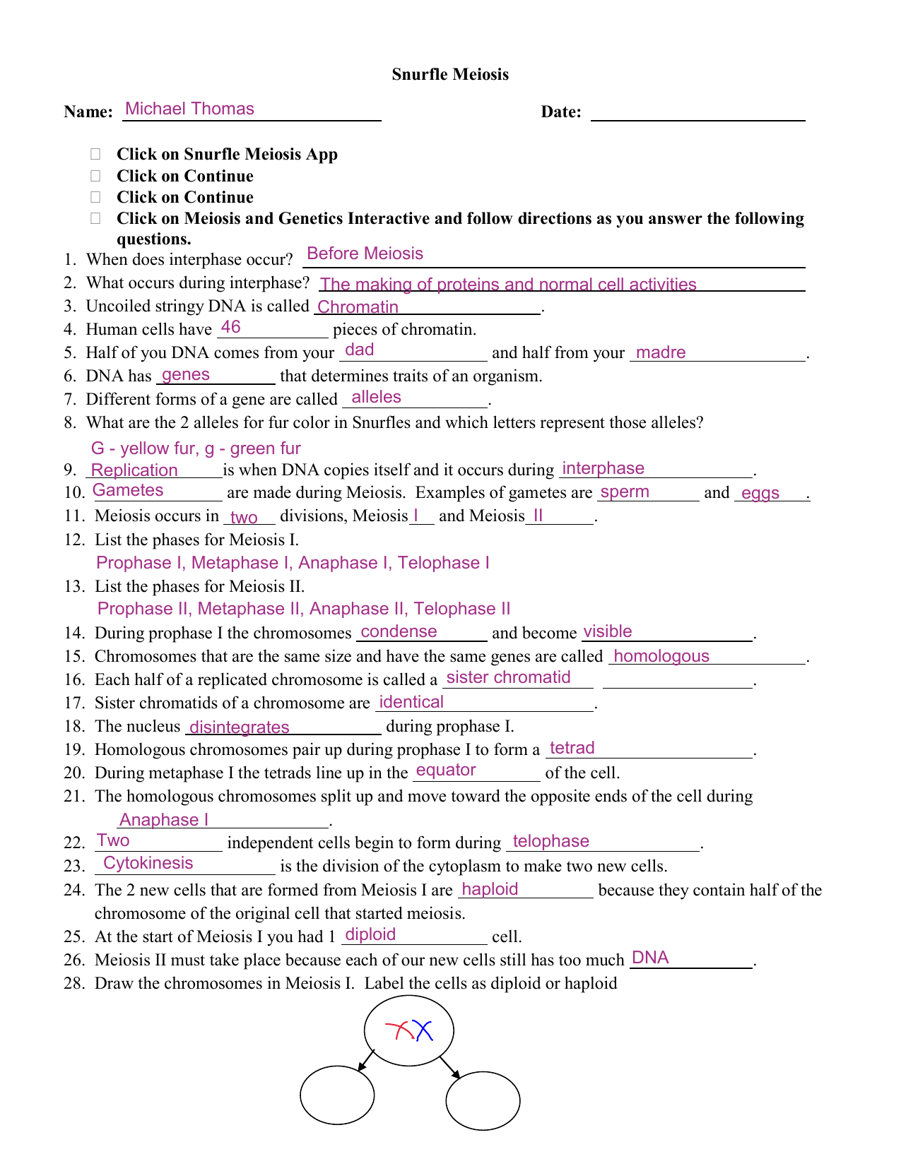 Snurfle Meiosis Worksheet Answer Key