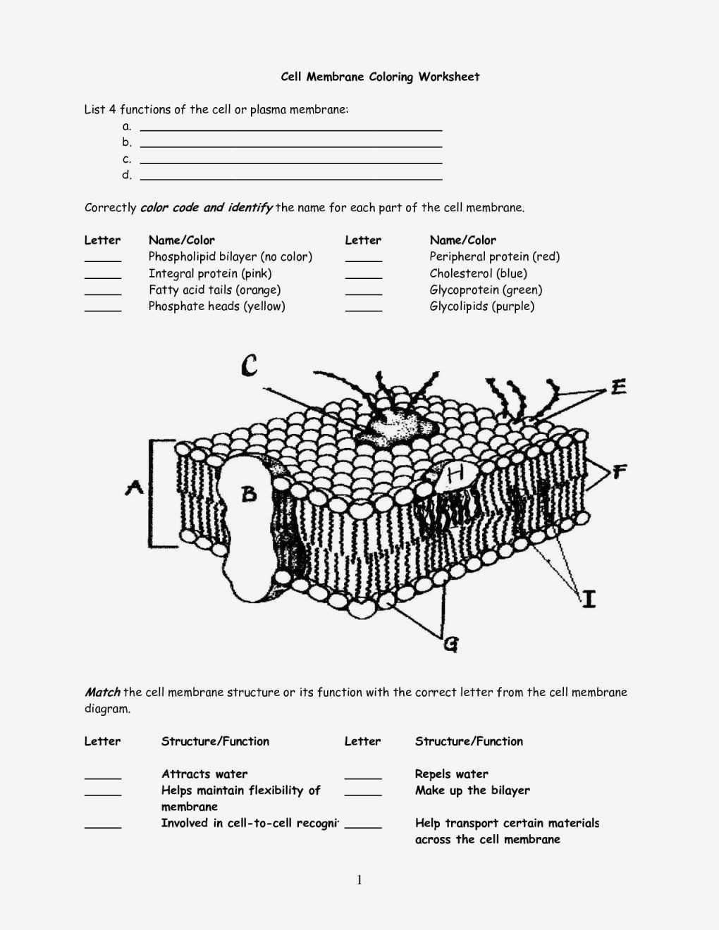 Solution Cell Membrane Structure And Function Worksheet Studypool