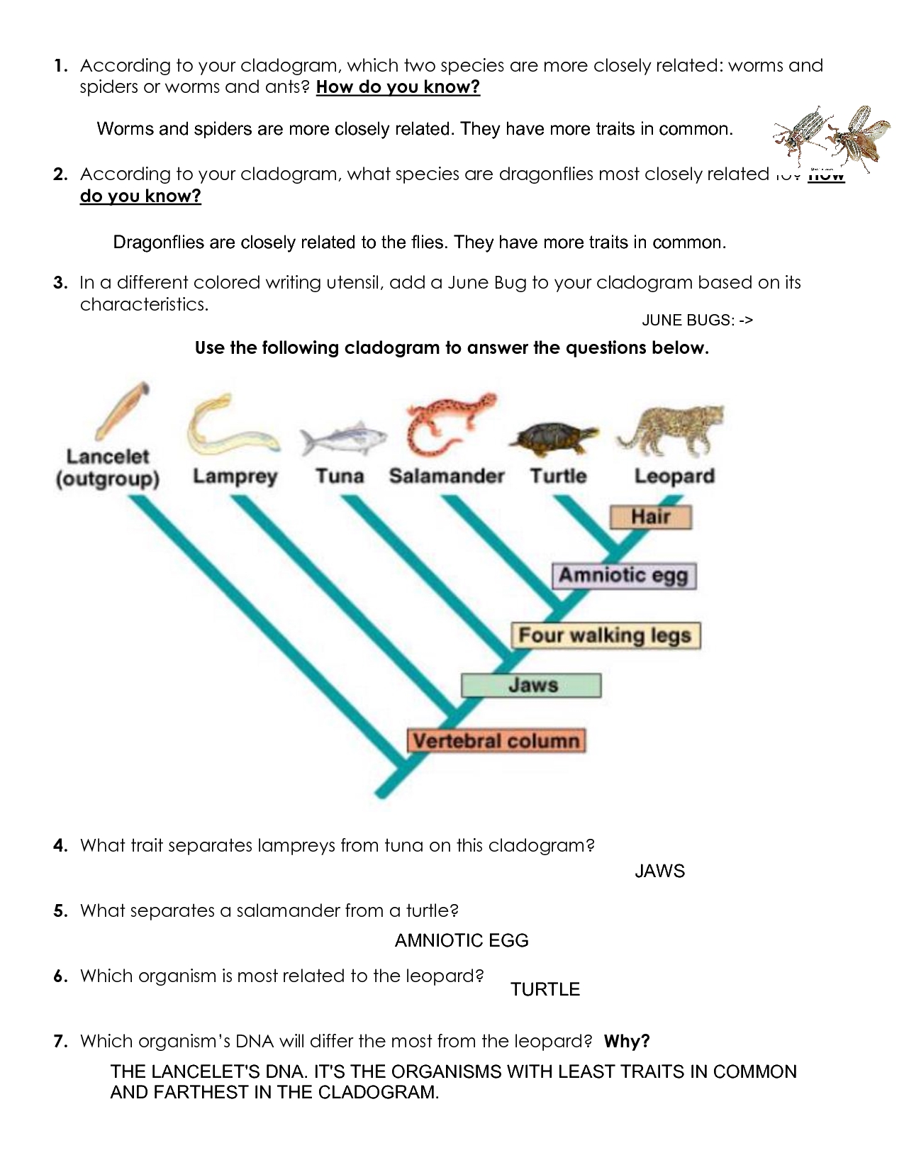 Solution Cladogram Worksheet Practice Key Studypool