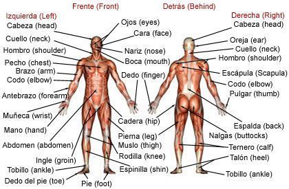 5 Essential Spanish Body Parts to Know