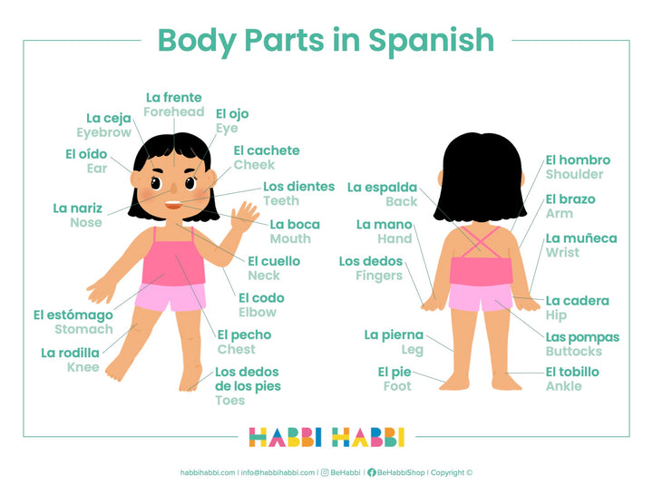 10 Essential Spanish Parts of the Body to Learn