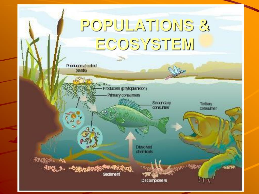 5 Ways Species Interact in Ecosystems