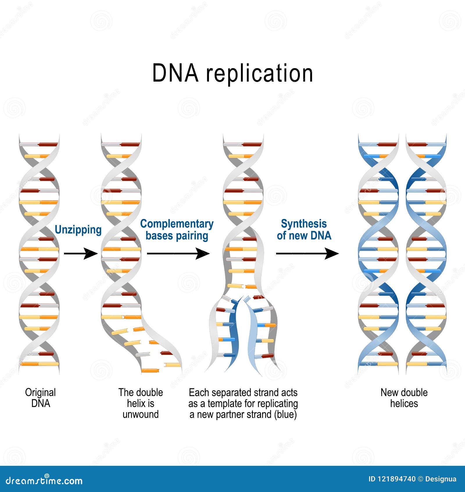 Steps Of Dna Replication Stock Vector Illustration Of Human 121894740