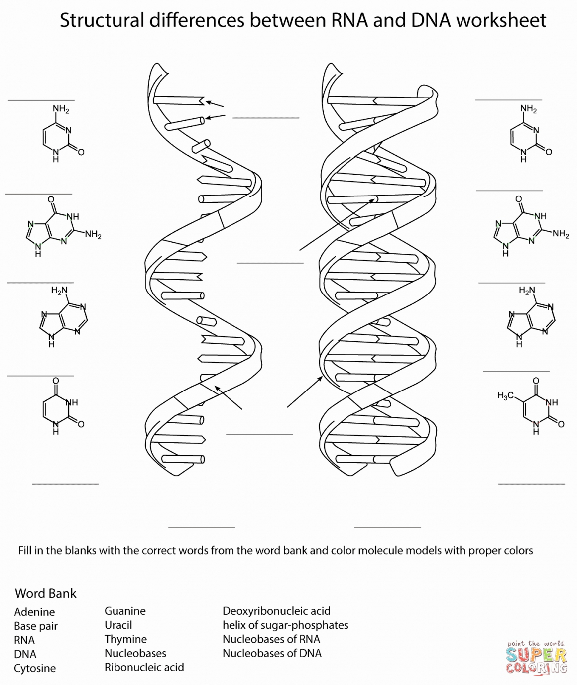 DNA Replication and Structure Worksheet Made Easy