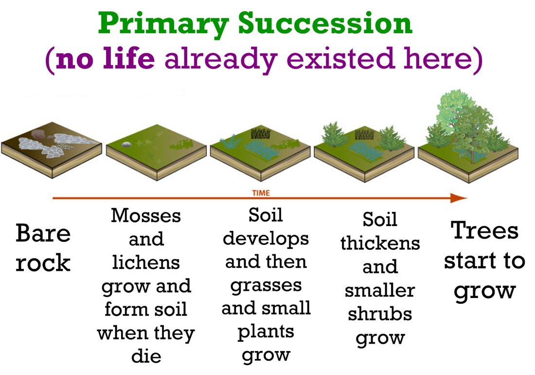 Succession Ecology Project