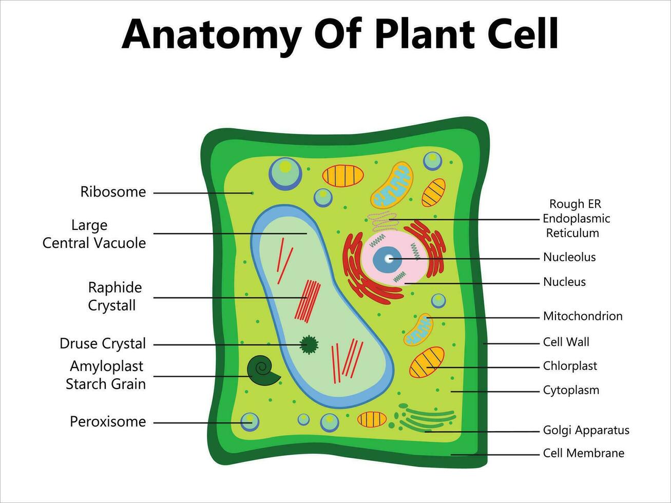 5 Ways to Master Animal Cell with Superstar Worksheets