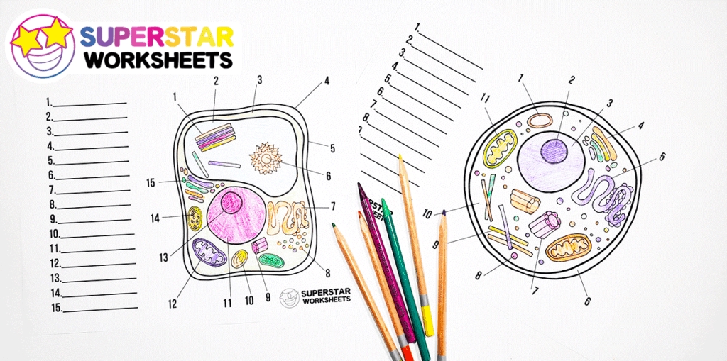 Plant Cell Diagram Worksheets for Biology Superstars