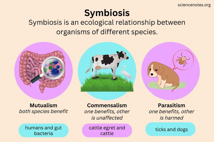 10 Ways to Explore Symbiotic Relationships