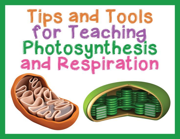 Teaching Photosynthesis And Cell Respiration With Activities