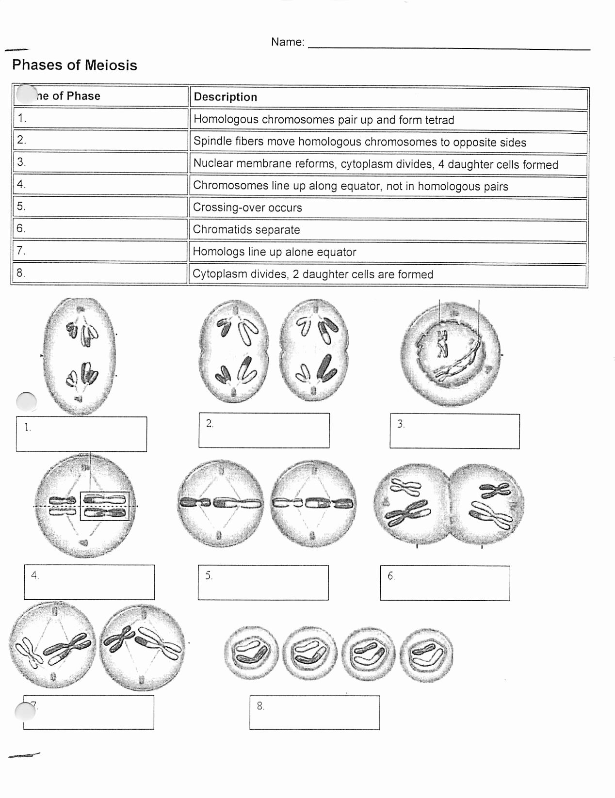 The Cell Cycle And Stages Of Mitosis Worksheet Cycleworksheet Net