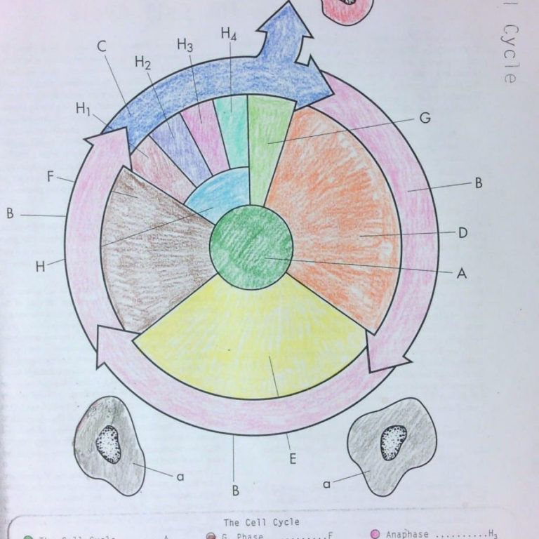 Cell Cycle Coloring Worksheet Answers Key