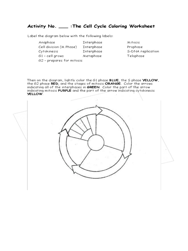 Cell Cycle Coloring Worksheet Made Easy