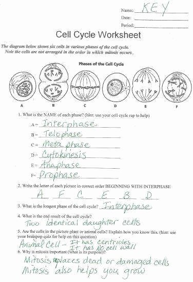 5 Ways to Master the Cell Cycle Worksheet Answers