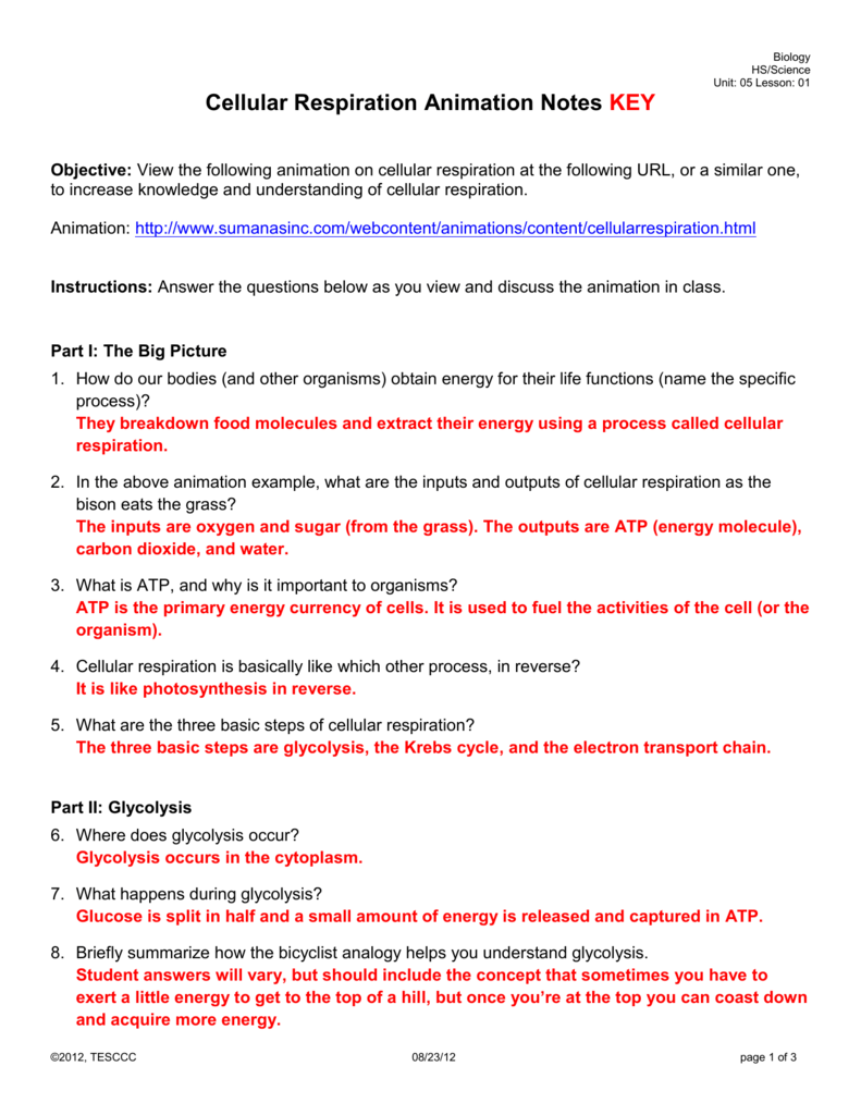 Cellular Respiration Chemistry Worksheet Answer Key Explained