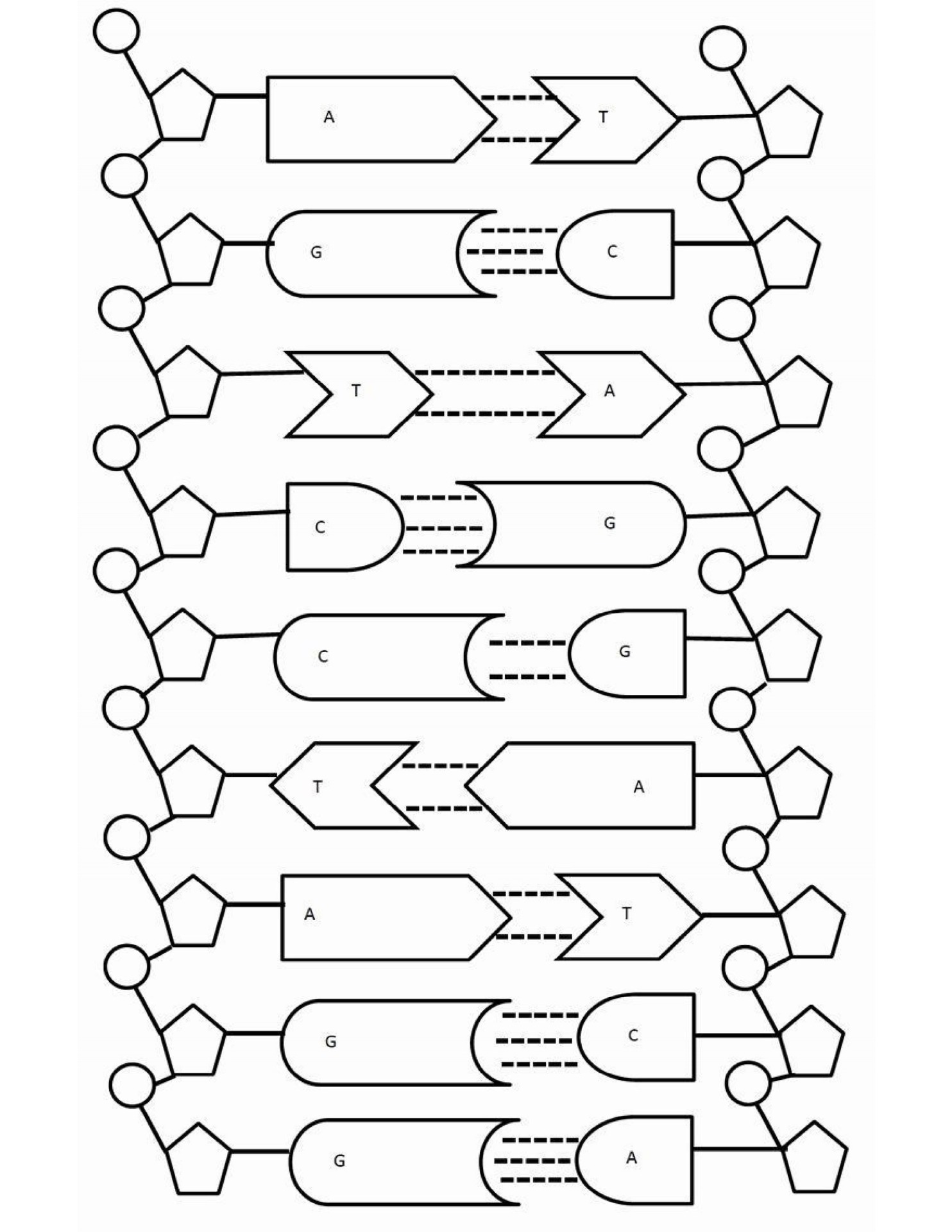 Coloring the Double Helix Worksheet for Biology Students