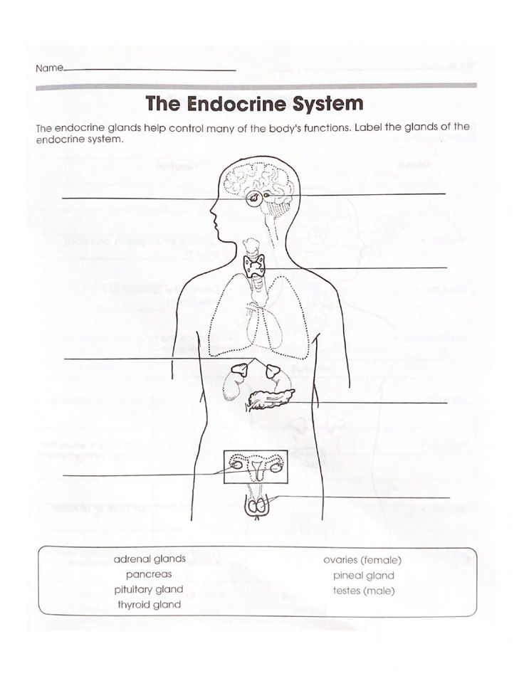 The Endocrine System Interactive Worksheet Biolog A Mu Ecos De Peluche Peluches