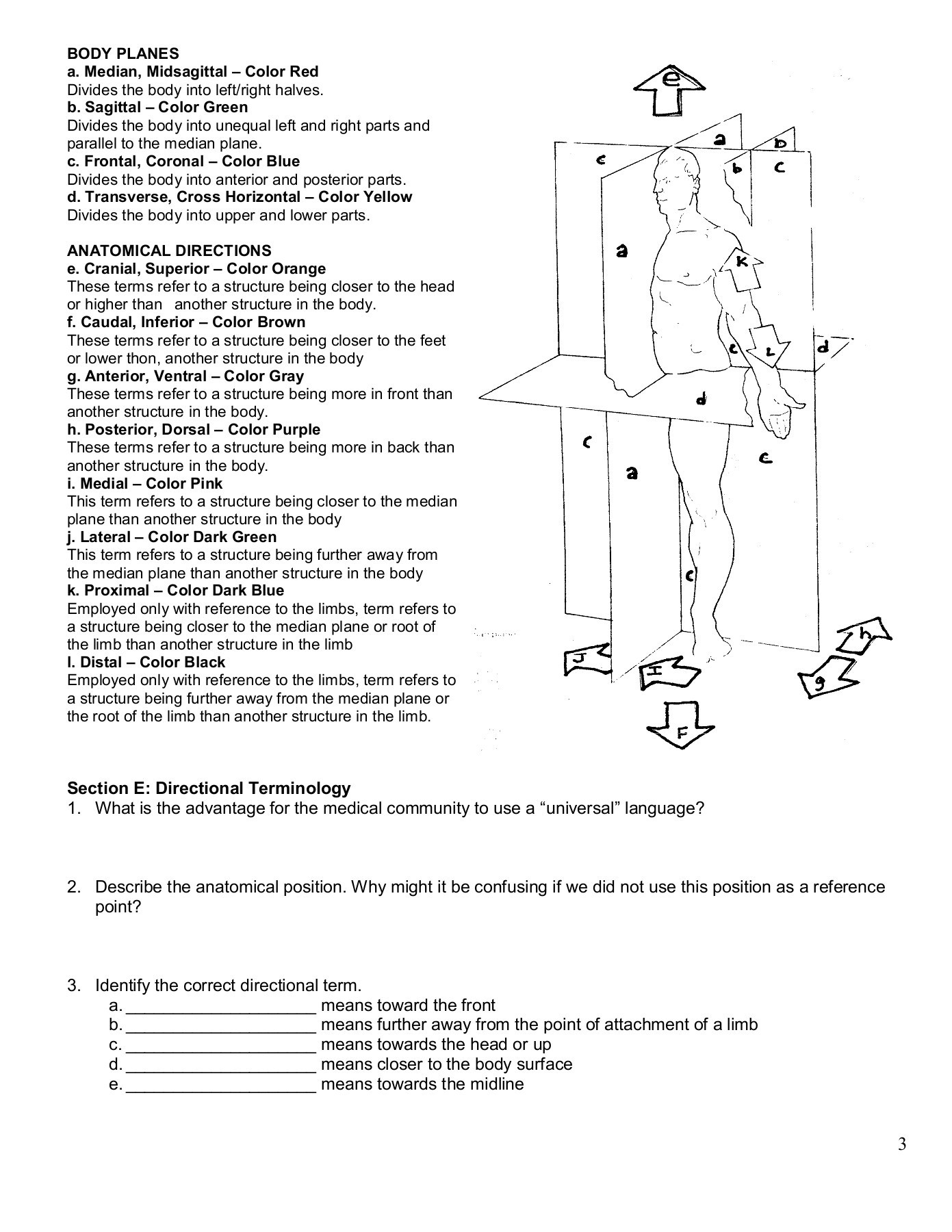 Anatomy Language Worksheet Answer Key for Students