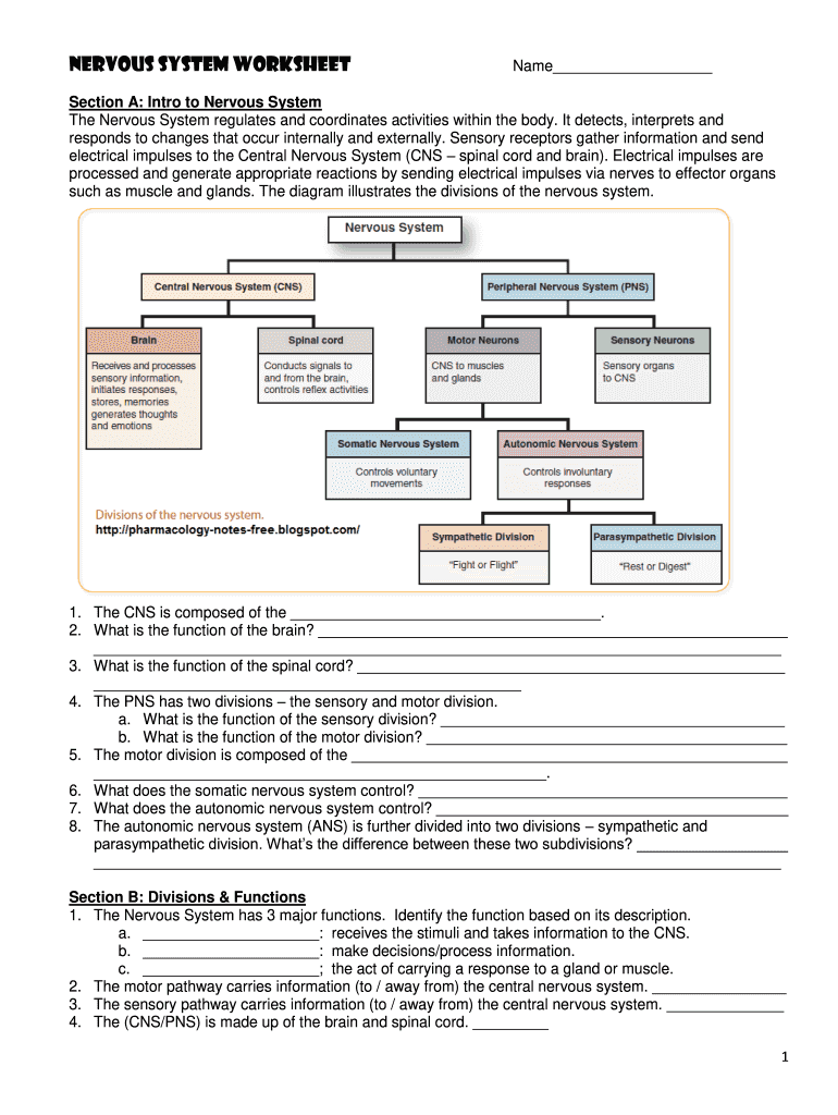 Nervous System Worksheet Answers Guide