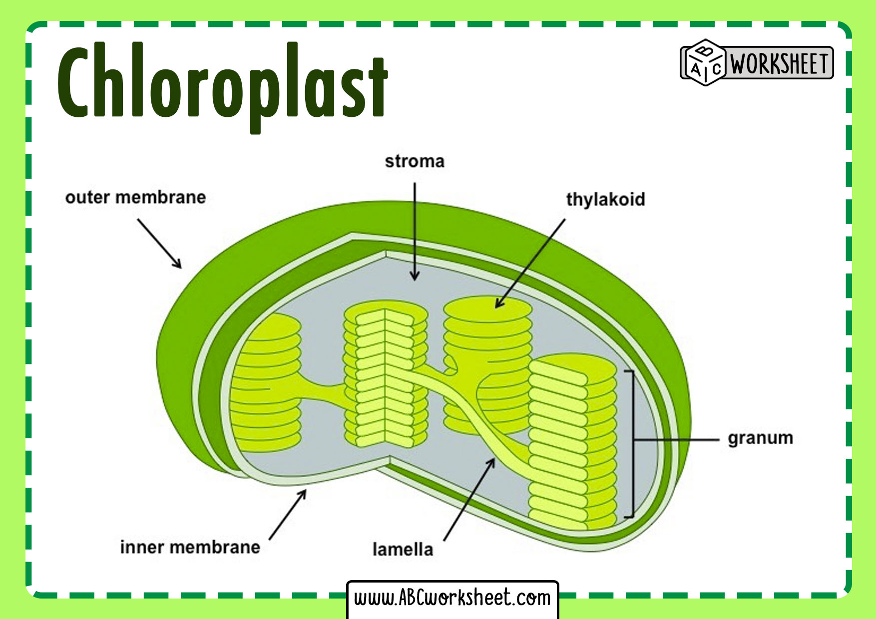 Chloroplast Structure Worksheet Answers