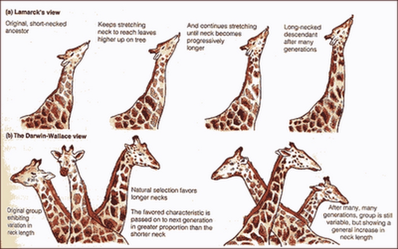 Theory Evolution Natural Selection Charles Darwins Theory Evolution