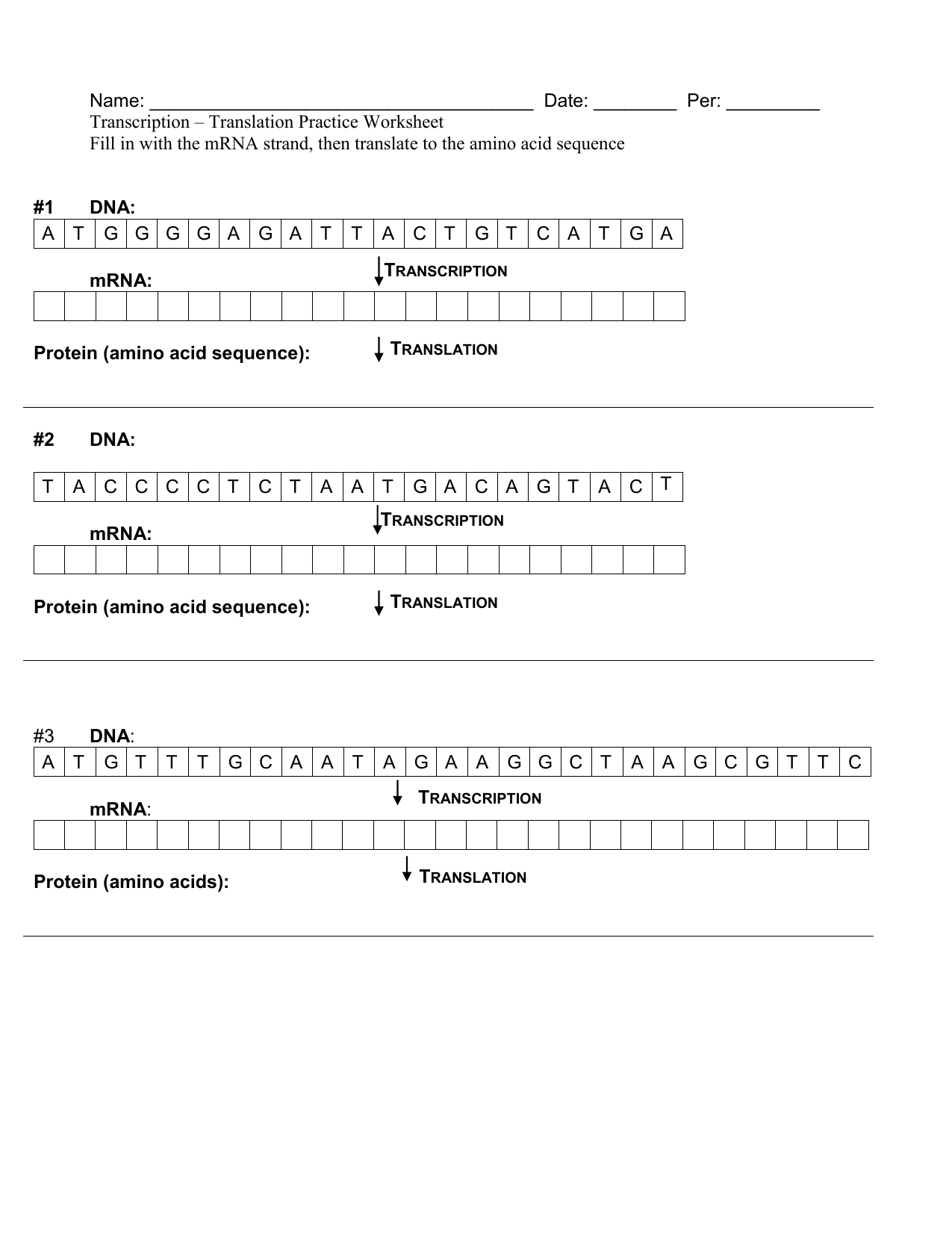 Transcription and Translation Practice Worksheet Answer Key