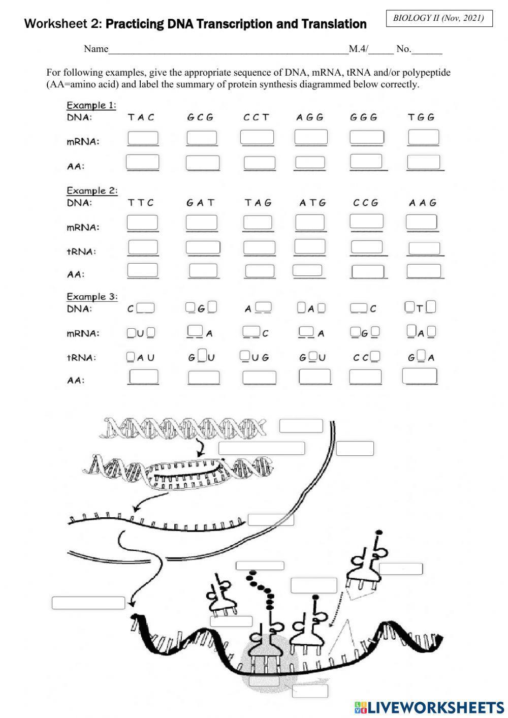 5 Ways to Master Translation in Biology Worksheets