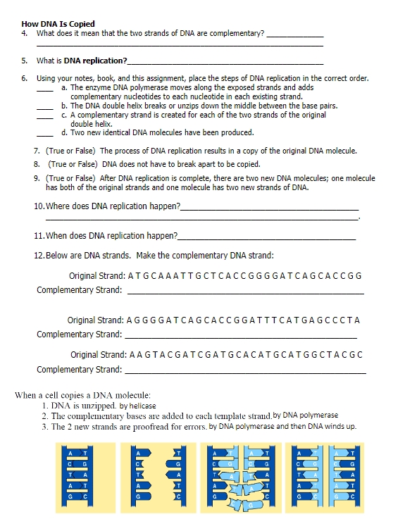 Unravelling The Mystery Of Dna With The Best 10 Dna Replication