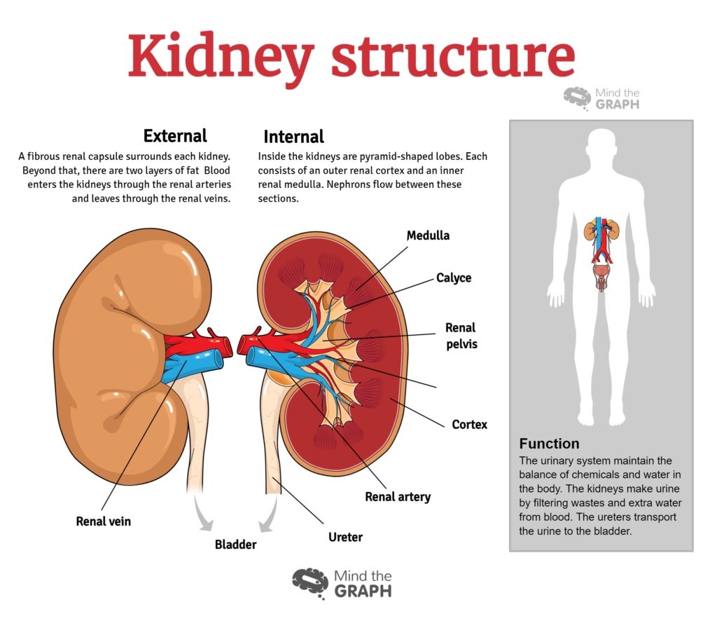 6 Ways to Understand the Urinary System Better