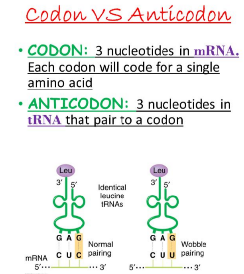 What Codon Means Start