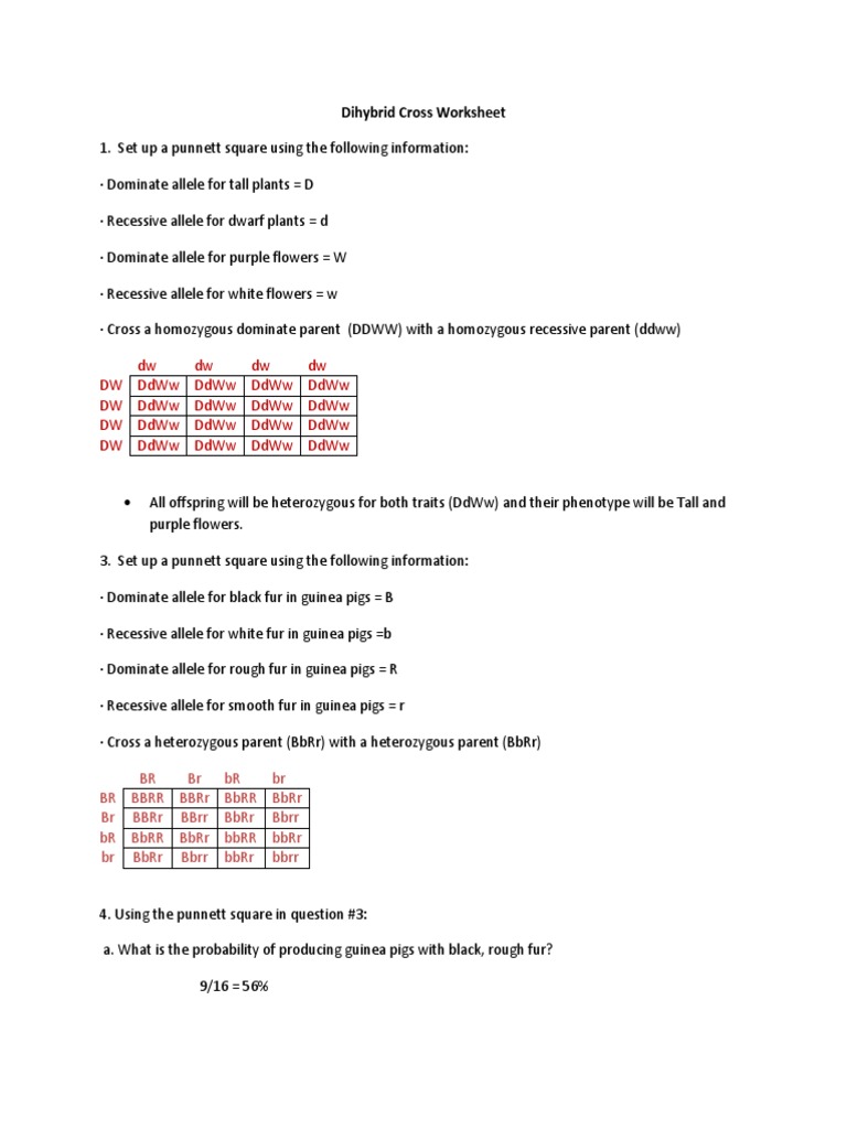 Dihybrid Crosses Worksheet Answer Key Made Easy