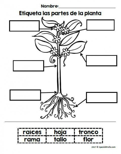 Worksheet En Espa Ol