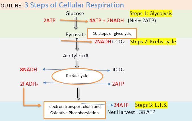 5 Essential Steps to Master Cellular Respiration