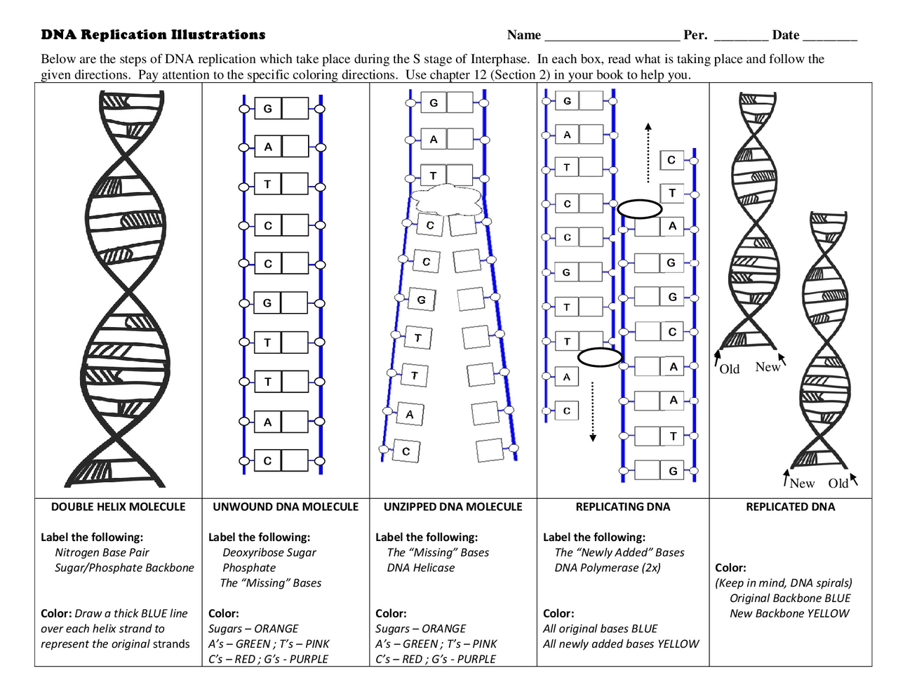 DNA Replication Worksheet for Biology Success