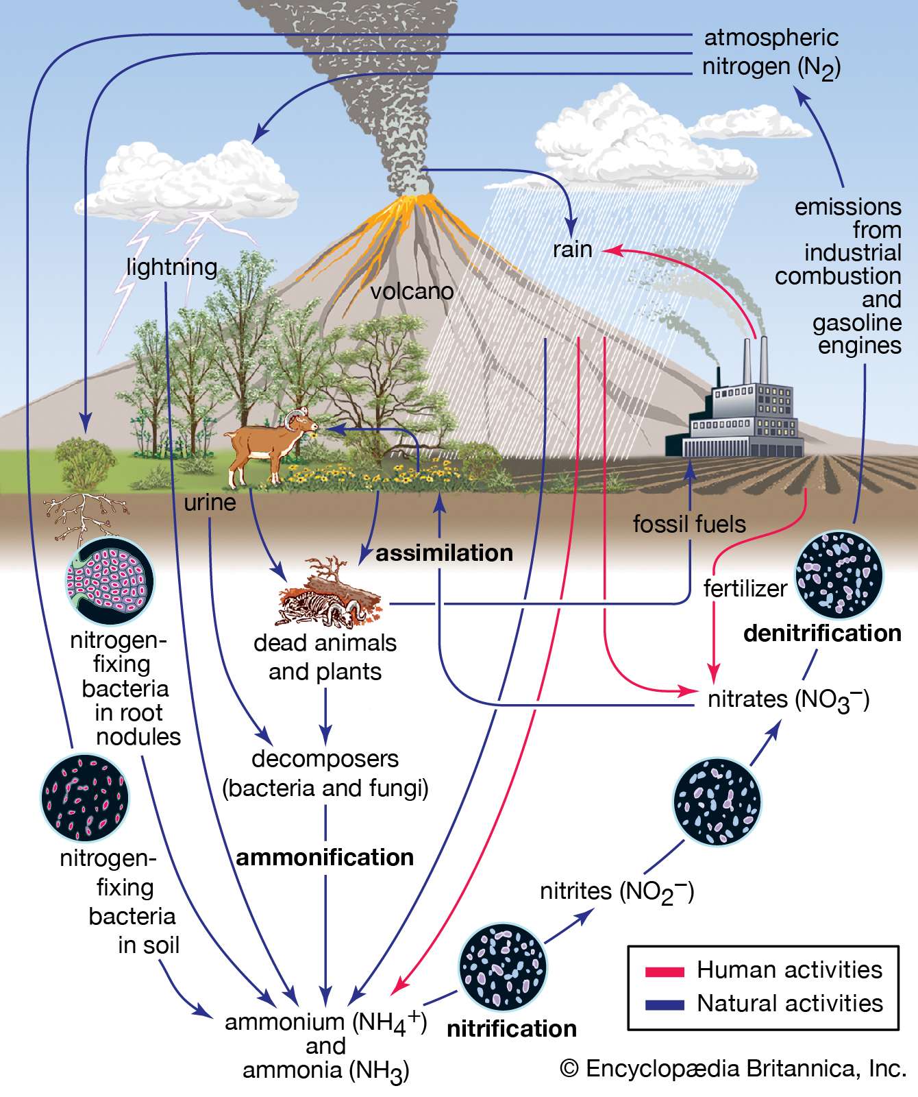 5 Stages of Nitrogen Cycle Explained